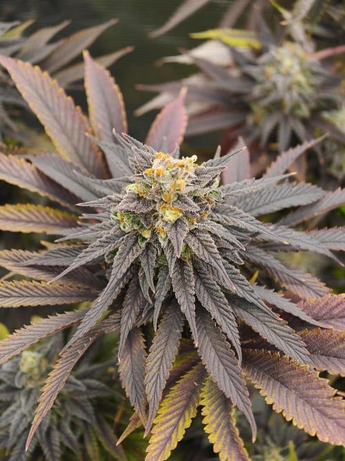 Banana Fumes OSS. Week 12