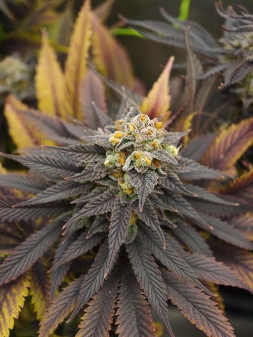 Banana Fumes OSS. Week 12