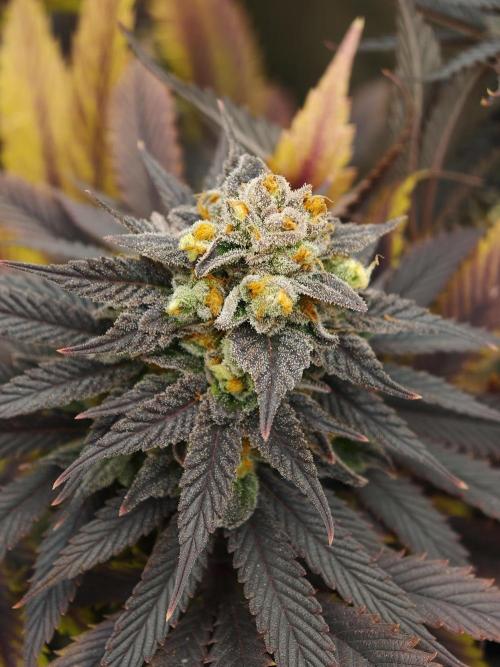 Banana Fumes OSS. Week 12