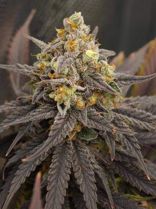 Banana Fumes OSS. Week 12