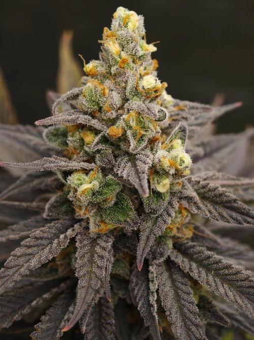 Banana Fumes OSS. Week 12