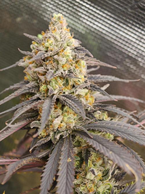 Banana Fumes OSS. Week 12