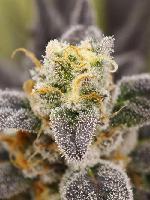 Banana Fumes OSS. Week 12