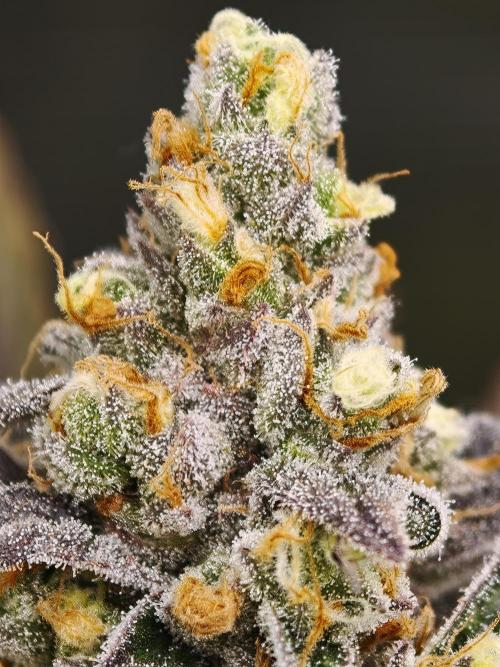 Banana Fumes OSS. Week 12