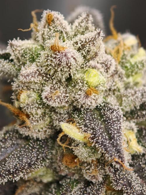 Banana Fumes OSS. Week 12