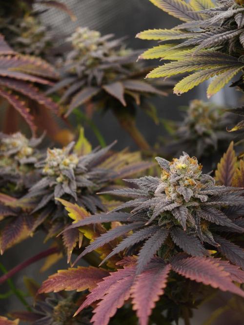 Banana Fumes OSS. Week 12