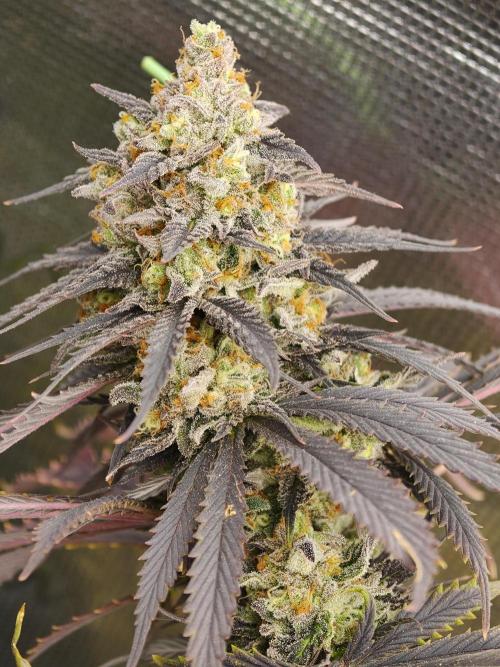 Banana Fumes OSS. Week 12