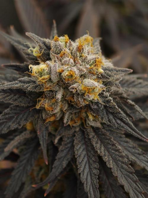 Banana Fumes OSS. Week 12