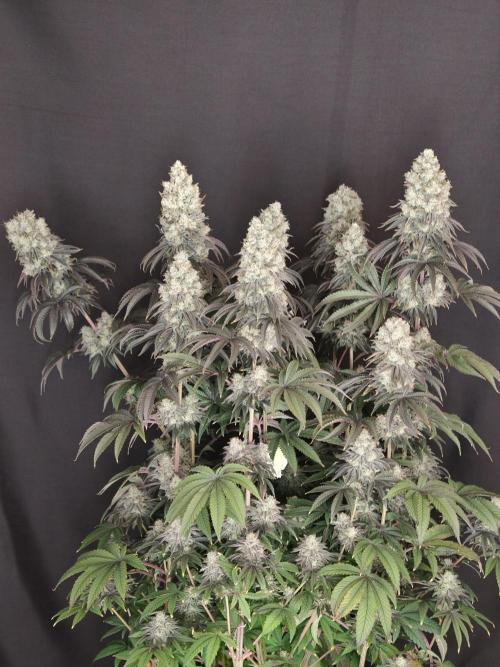 Polar Gelato SS. Week 14