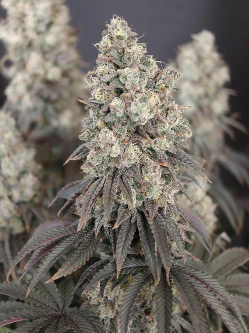 Polar Gelato SS. Week 14