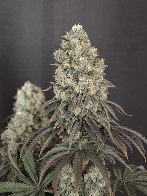 Polar Gelato SS. Week 14