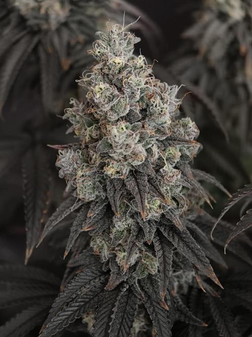 Polar Gelato SS. Week 14