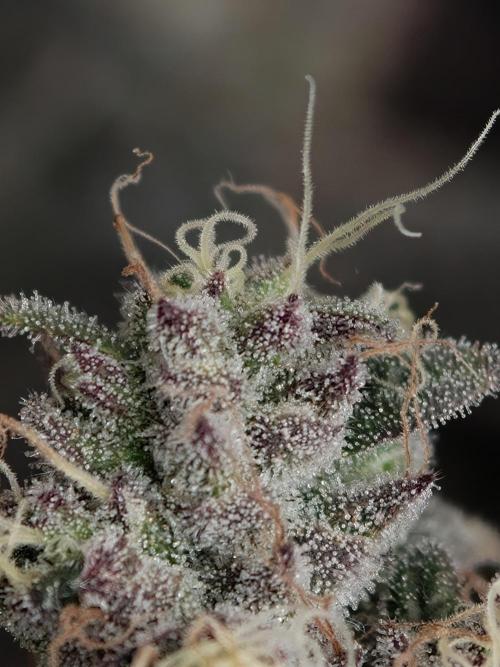 Polar Gelato SS. Week 14