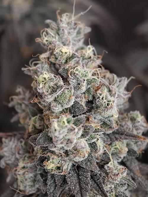 Polar Gelato SS. Week 14