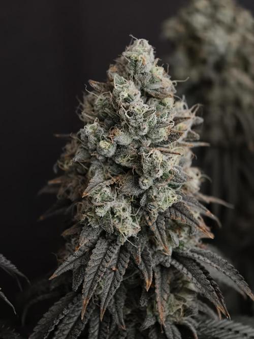 Polar Gelato SS. Week 14