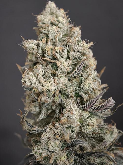 Polar Gelato SS. Week 14