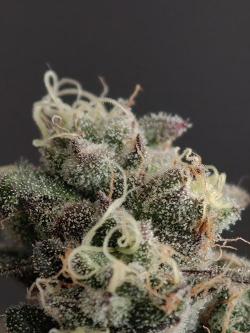 Polar Gelato SS. Week 14