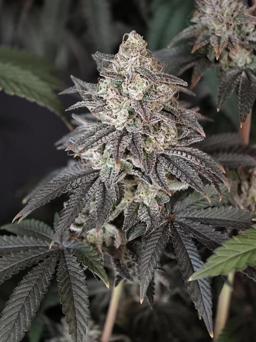 Polar Gelato SS. Week 14