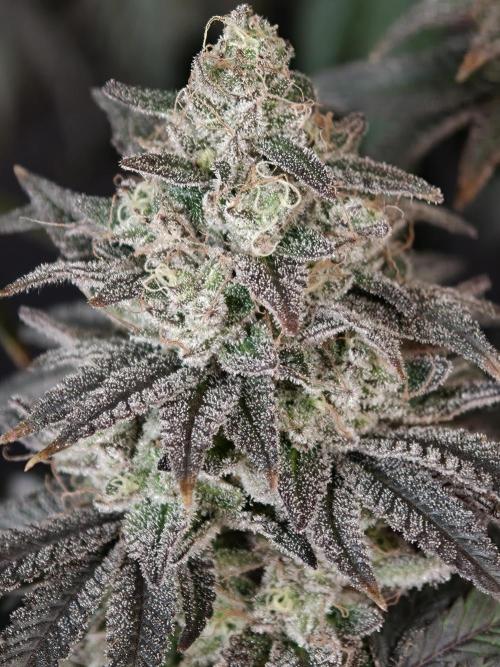 Polar Gelato SS. Week 14