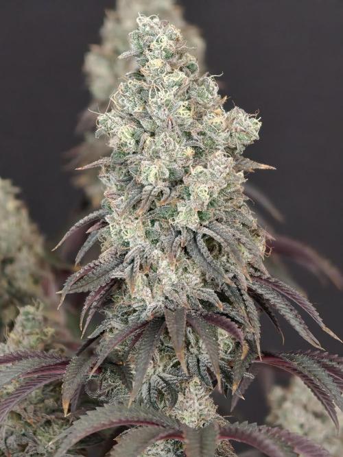 Polar Gelato SS. Week 14