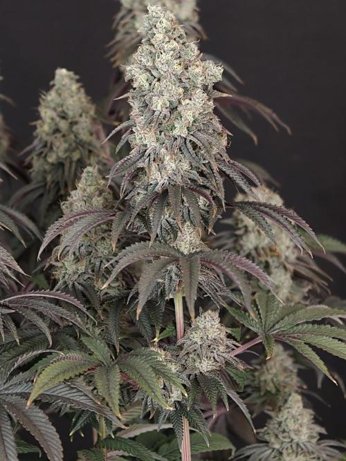 Polar Gelato SS. Week 14