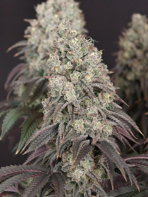 Polar Gelato SS. Week 14