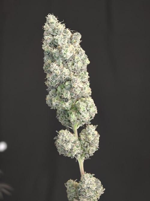 Polar Gelato SS. Week 14