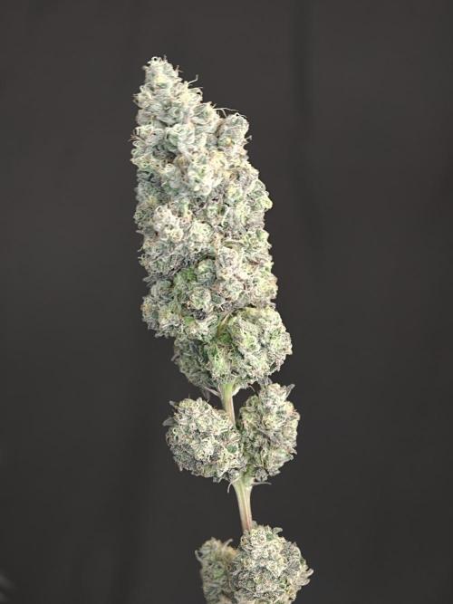 Polar Gelato SS. Week 14