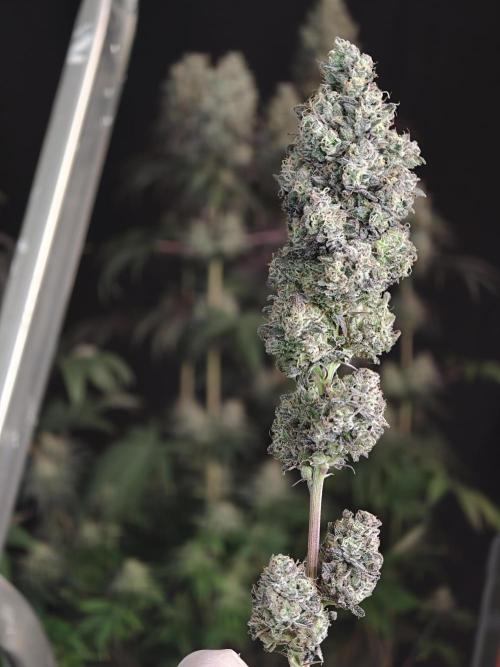 Polar Gelato SS. Week 14