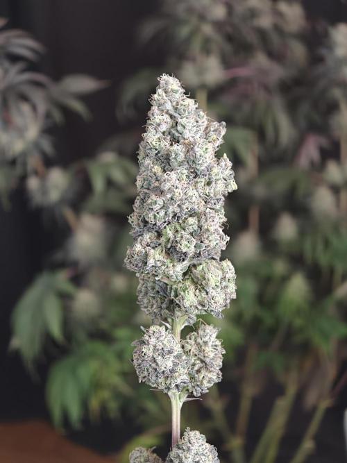 Polar Gelato SS. Week 14