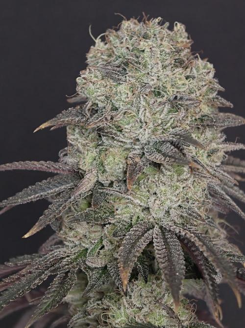 Polar Gelato SS. Week 14