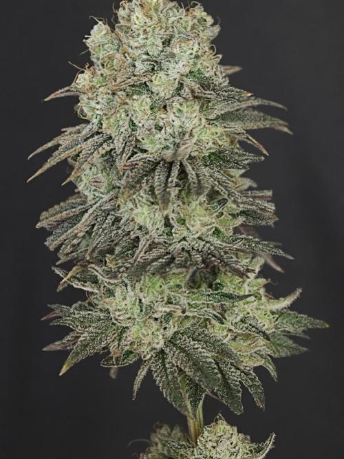 Polar Gelato SS. Week 14