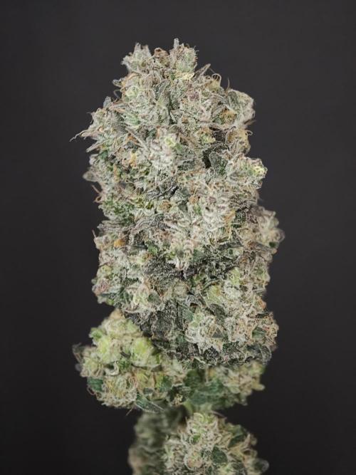 Polar Gelato SS. Week 14