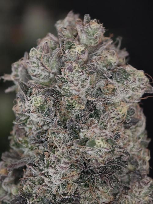 Polar Gelato SS. Week 14