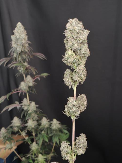 Polar Gelato SS. Week 14