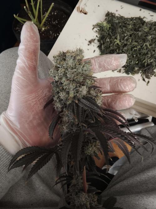 Polar Gelato SS. Week 14