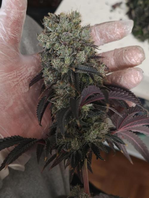 Polar Gelato SS. Week 14