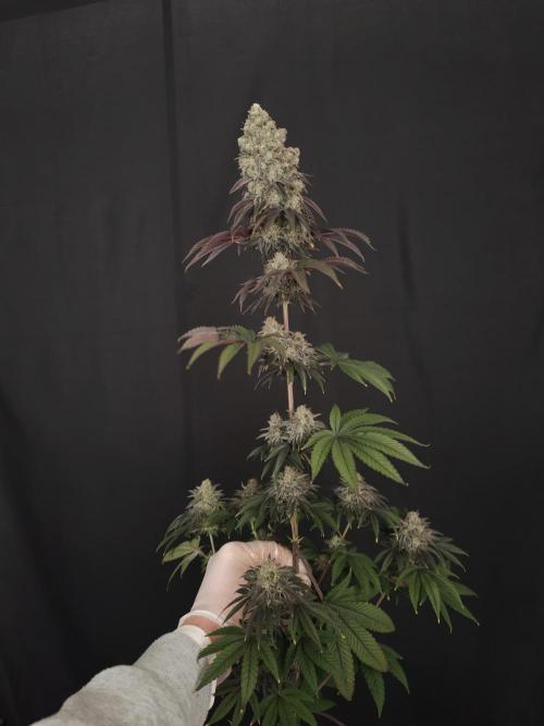 Polar Gelato SS. Week 14