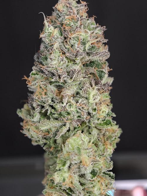 Papaya Stank OSS. Week 15