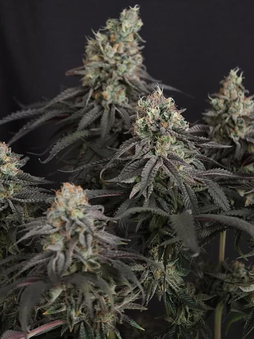 Papaya Stank OSS. Week 15