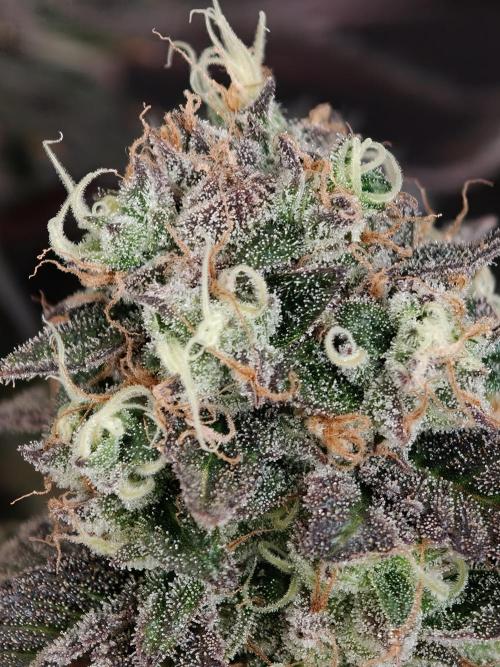 Papaya Stank OSS. Week 15