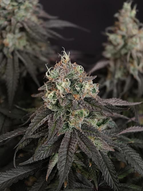 Papaya Stank OSS. Week 15