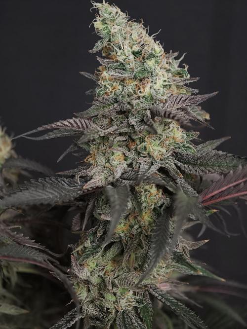 Papaya Stank OSS. Week 15