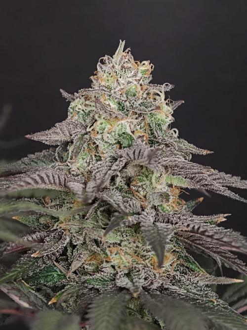 Papaya Stank OSS. Week 15