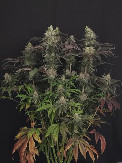 Papaya Stank OSS. Week 15