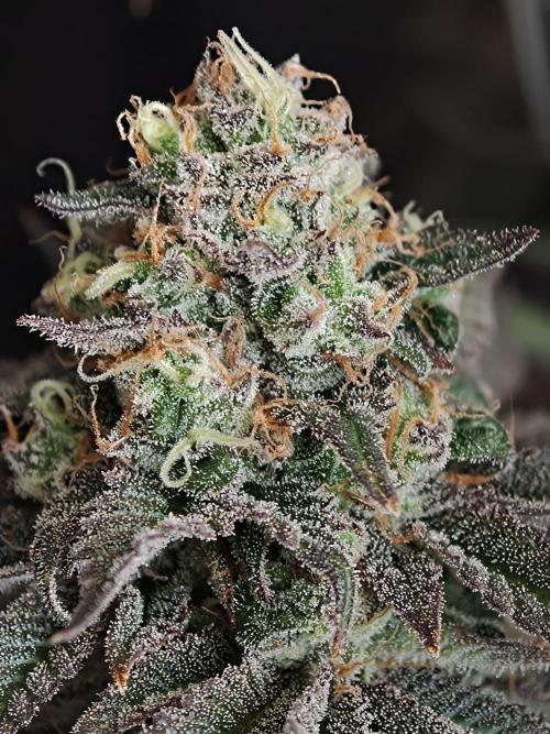 Papaya Stank OSS. Week 15