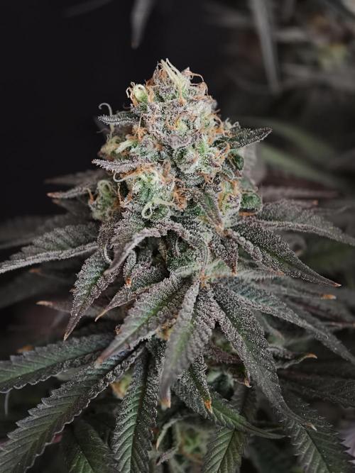 Papaya Stank OSS. Week 15