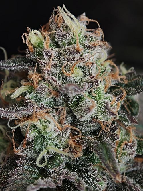 Papaya Stank OSS. Week 15