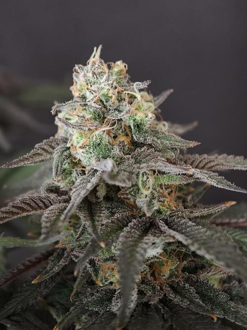 Papaya Stank OSS. Week 15