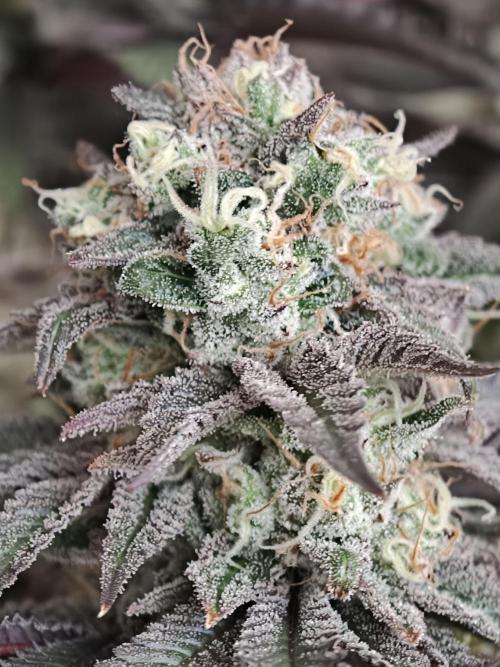 Papaya Stank OSS. Week 15